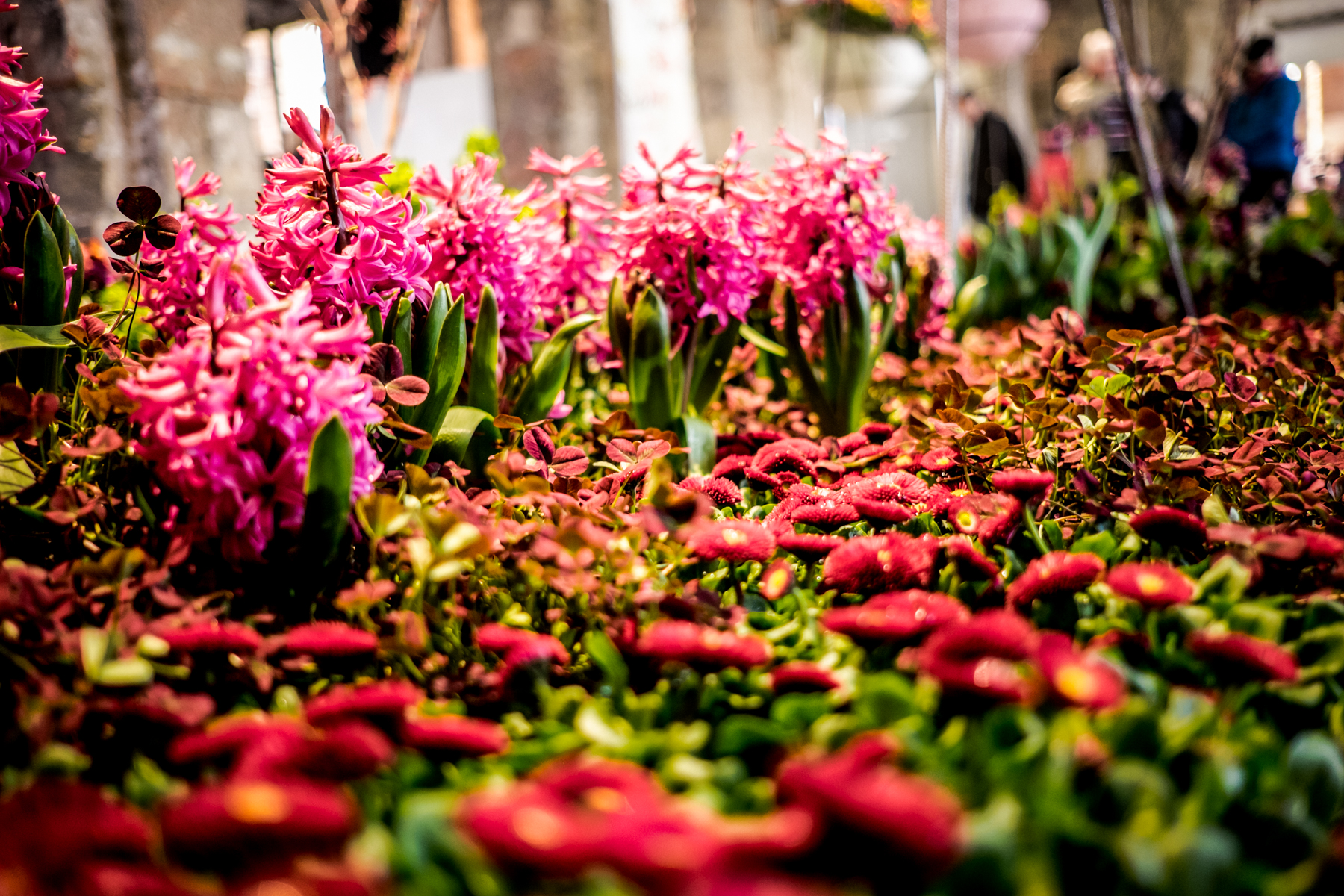 Fruehling im Palais 2018 DD 124 von 170