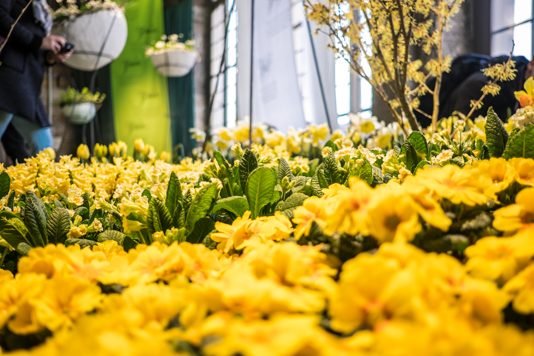 Fruehling im Palais 2018 DD 127 von 170