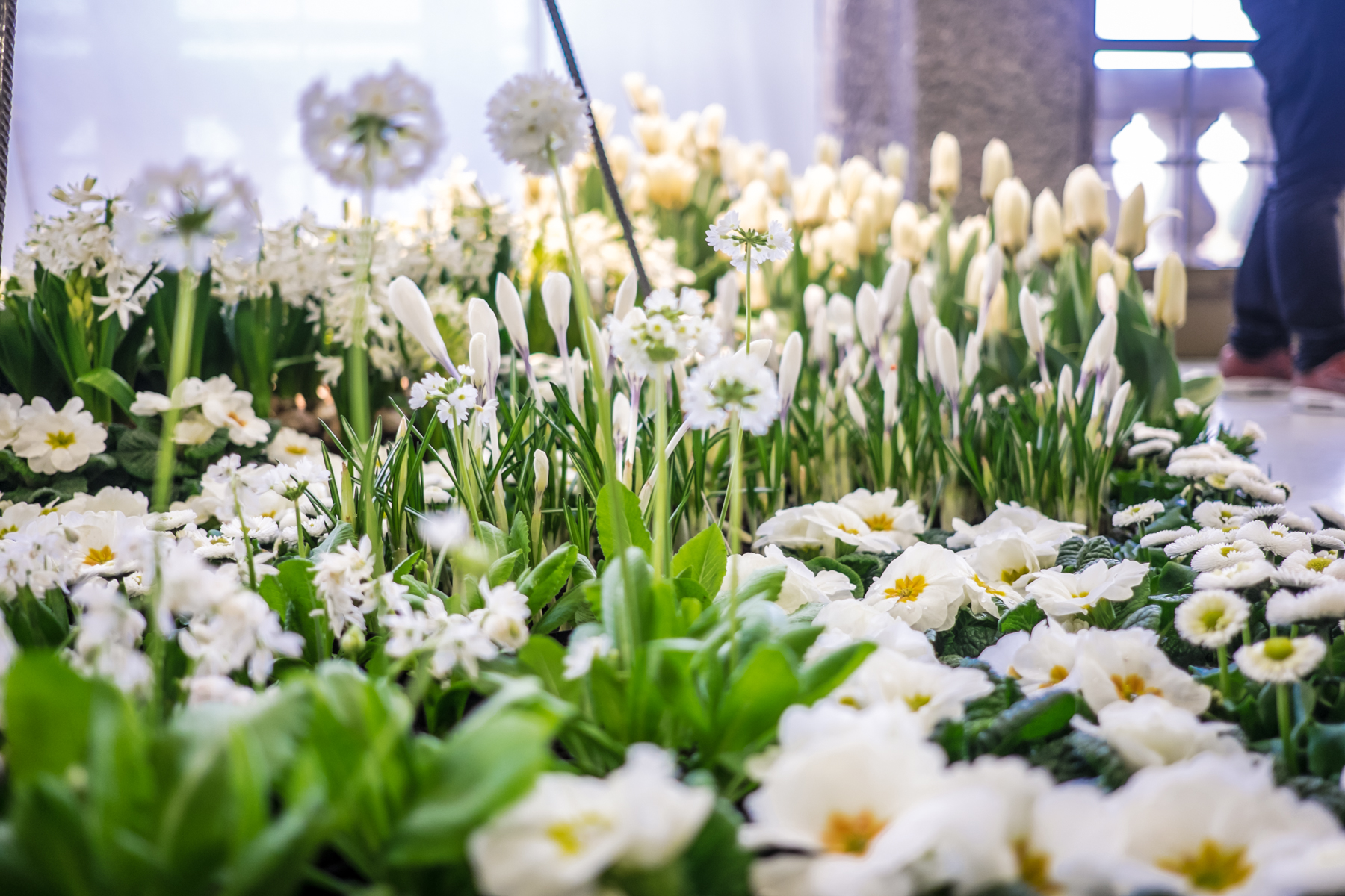 Fruehling im Palais 2018 DD 138 von 170